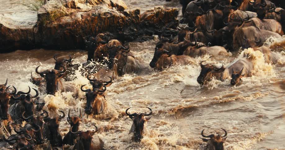 A large herd of wildebeest crossing a river