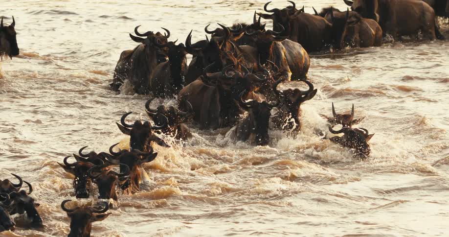 Large herd of wildebeests ford the river splashing water into the air