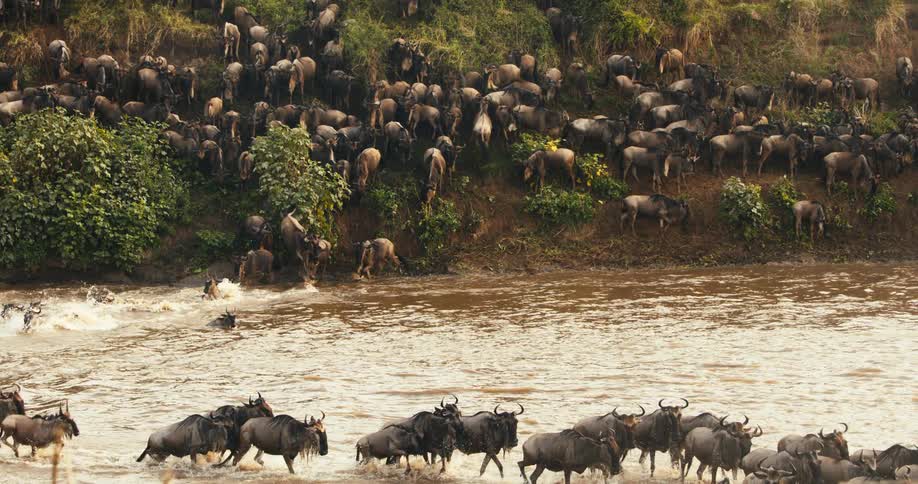 A large herd of wildebeest cross a river
