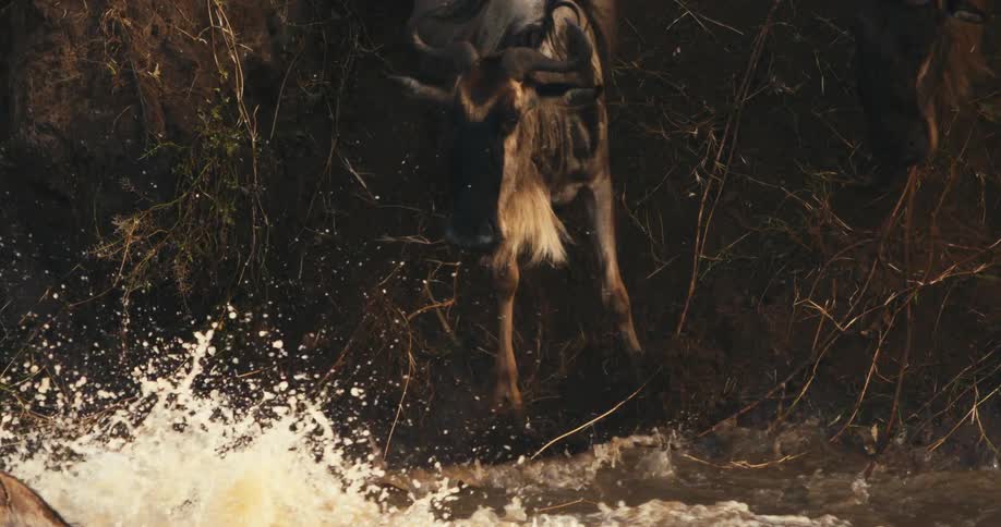 Wildebeest descending and jumping a cliff towards the river