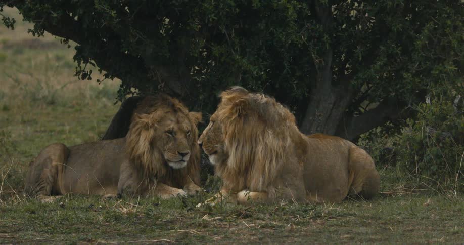 Two male lions rest under a tree while it rains