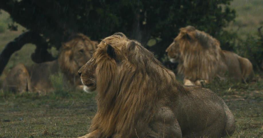 Lions lying down in the jungle on a rainy day
