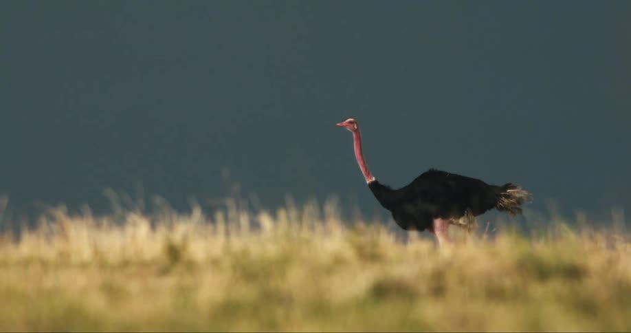 Ostrich walking through a field during the day