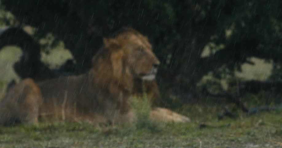 A large male lion rests under a tree in the rain
