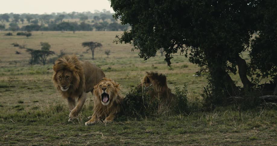 A clip of lions in the jungle