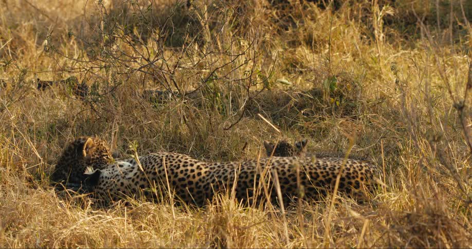 A family of leopards playing in tall grass