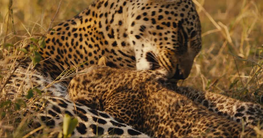 A leopard licks its cub in a grassy field