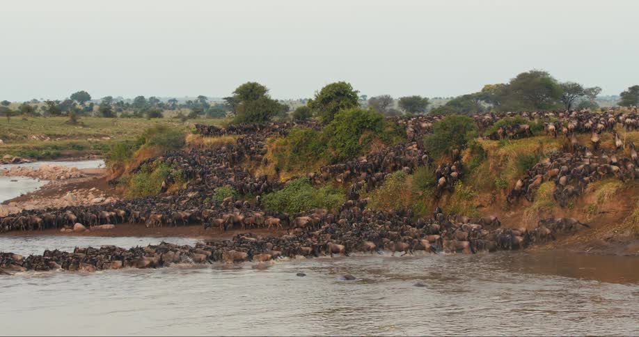 A migration of a huge herd of wildebeest that are descending a hill and crossing a river