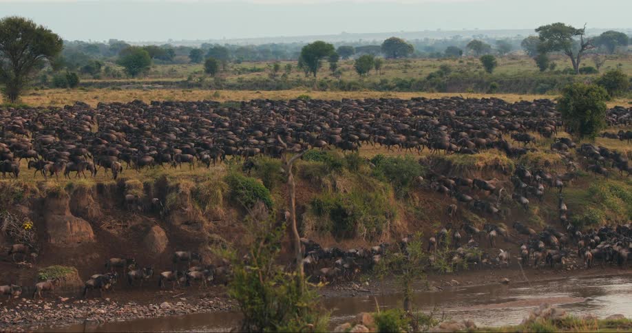 Large numbers of wildebeest running in the same direction across the savannah