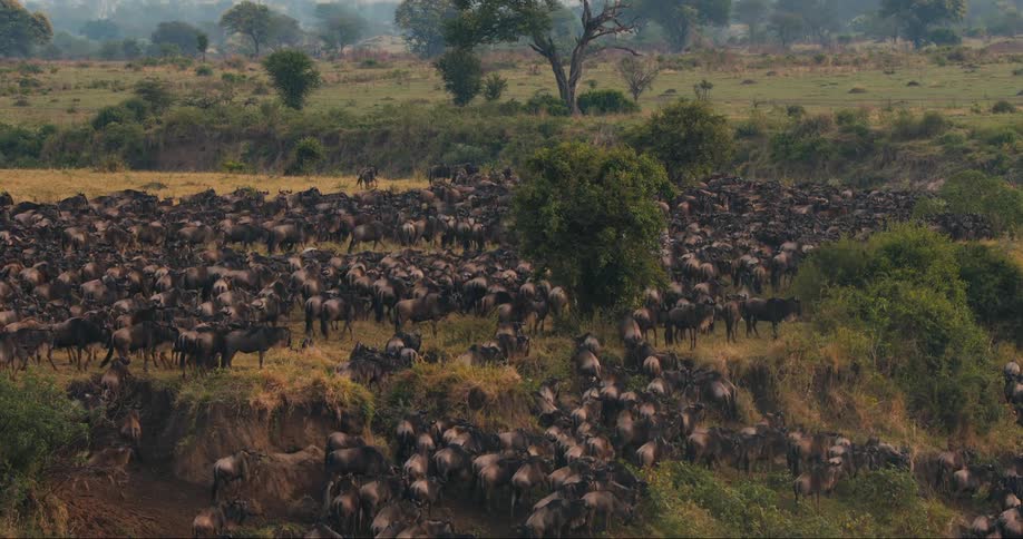 A vast herd of wildebeest gathers in a field