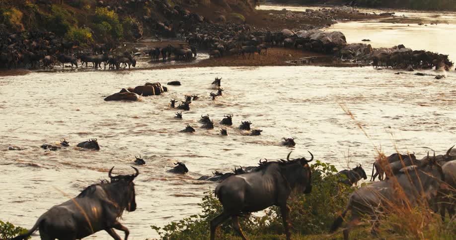 A horde of wildebeests crossing a lake and some of them are walking on the shore