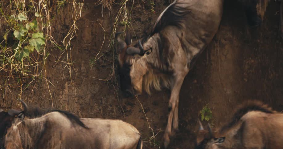 Wildebeest walking down a dirt ravine in the jungle