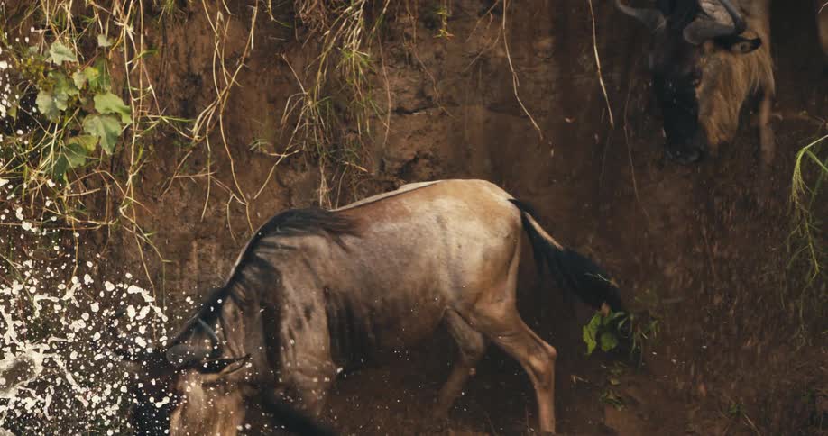 Wildebeest descending a cliff of land towards the water