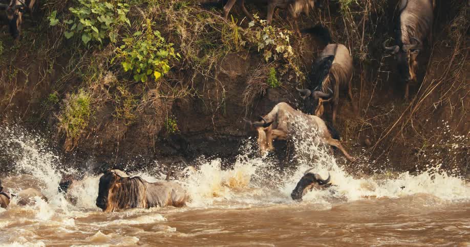 Wildebeest jumping from a ravine towards the river and running
