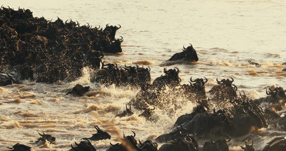 A large herd of wildebeest are crossing a river the water is turbulent and many wildebeest are struggling to make it across