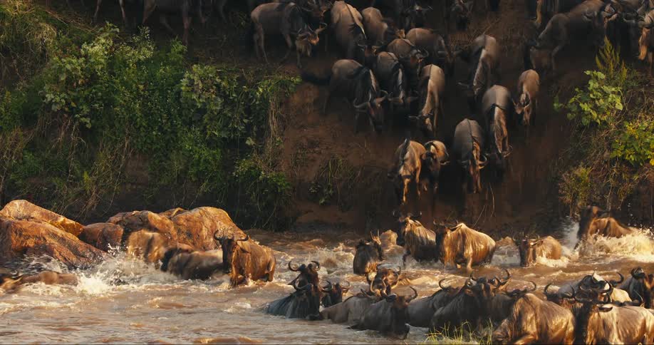 Herd of bison running down a slope and jumping into a river during dusk or dawn