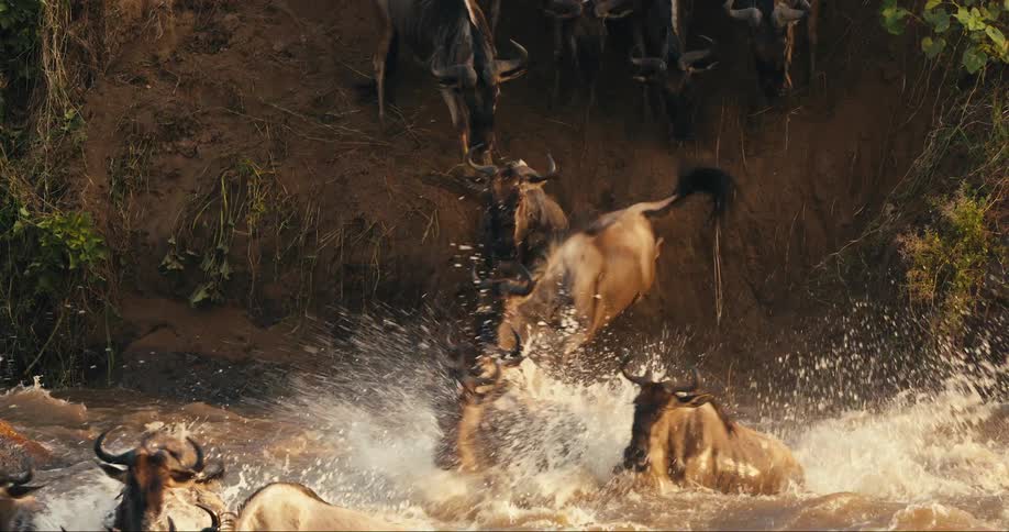 A clip of bulls running into the river
