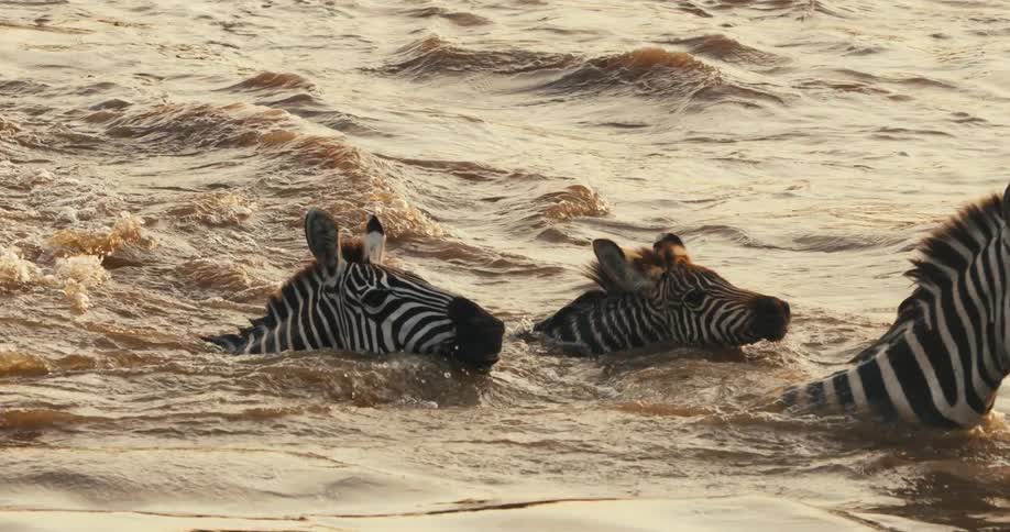 Zebras crossing a river by swimming outdoors