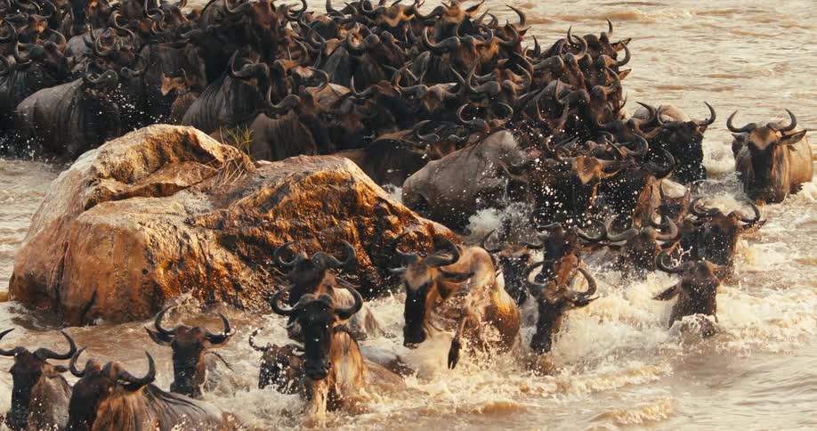 Herd of wildebeest crossing a river in a line formation with a big rock to their side outdoors during day time