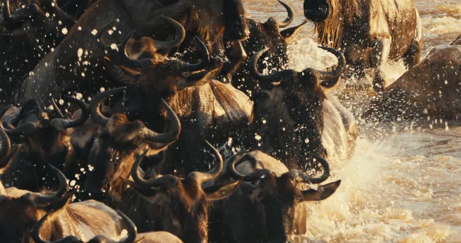 A group of wildebeest is splashing through a river crossing together at dusk
