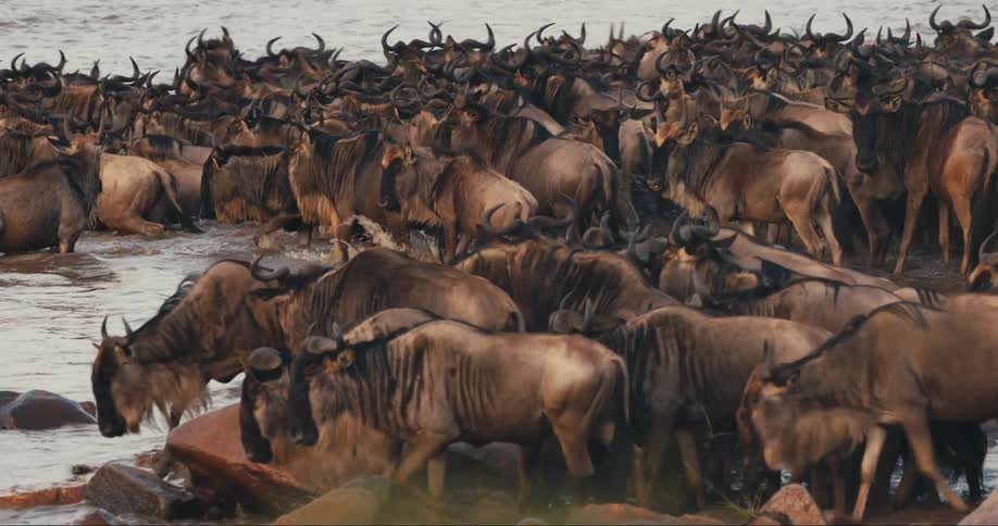 Herd of bison crossing a river outdoors during daytime