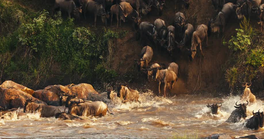 Large number of wildebeests descending the earthen cliff and running through the river in the jungle
