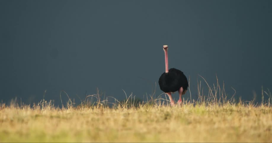 Ostrich walking through the dry grass of a savanna