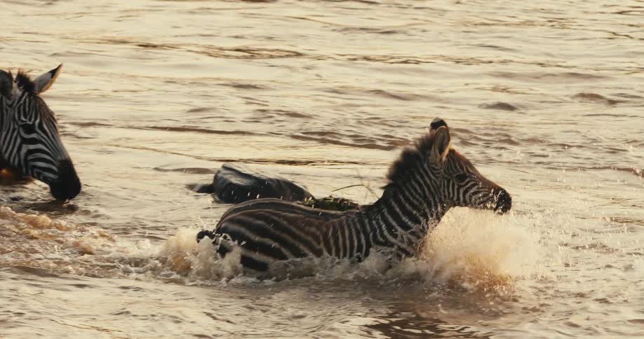 A group of zebras are crossing a river