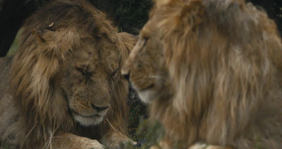 Two lions lying down sleeping on a rainy day