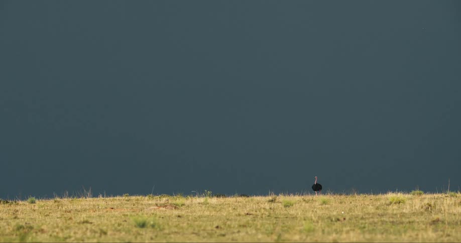 An ostrich walks across a grassland under dark stormy skies