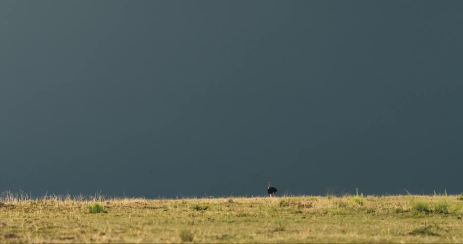 Marabou stork walking alone on a plain field covered in grass with dark clouds on the horizon outdoors during day time