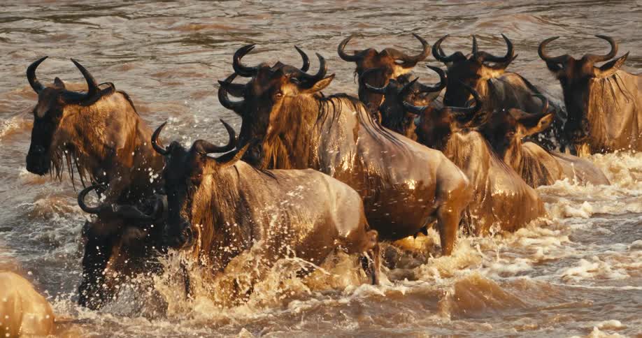 A large herd of wildebeest are crossing a river the water is brown and murky and the wildebeest are struggling against the current