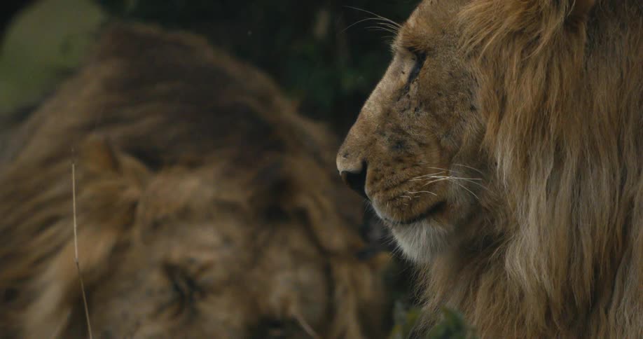 Lion sleeping and the other awake in the jungle while it is raining
