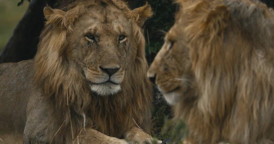 Two male lions with full manes are resting near each other under the rain