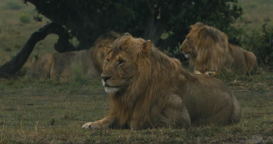 Lions are laying down as rain begins to fall
