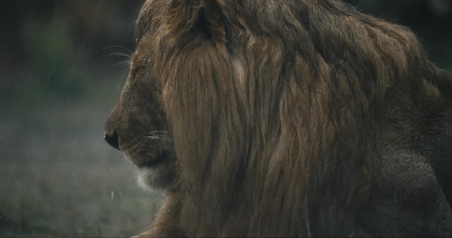 Lion lying down sleeping with eyes closed on a rainy day