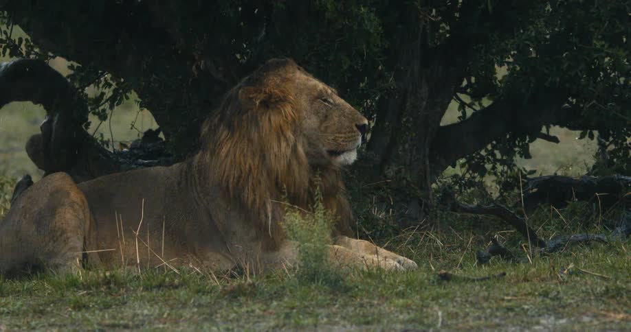 A large male lion rests under a tree in the rain