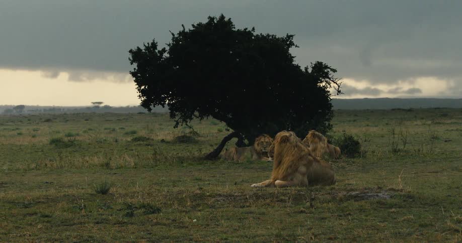 Three male lions lying down in the rain next to a tree on a wide grassland area