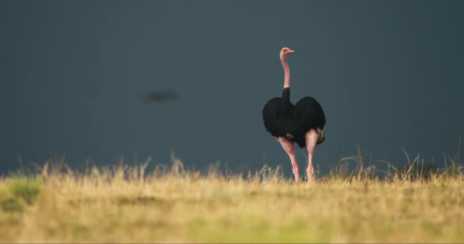 Ostrich walking through a field on a cloudy day