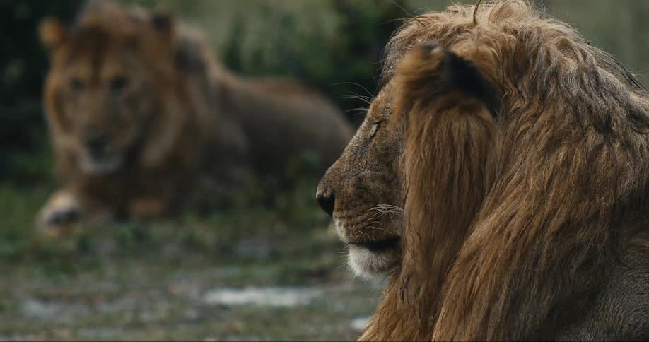 Two lions are resting on the ground under the rain