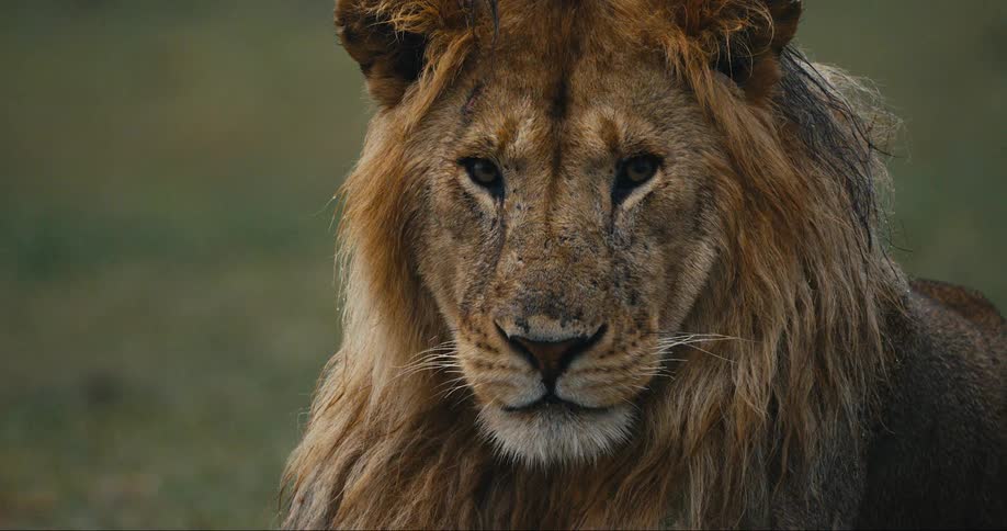 A clip of a lion in the jungle