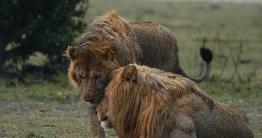Male lion walking towards another male lion that is lying down then shaking himself off dry and bumping his head against the other lion outdoors during daytime