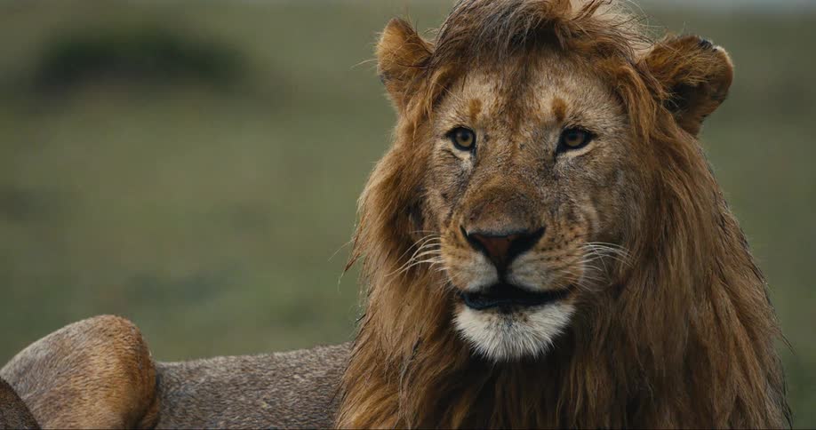 Male lion lying down on the grass licking himself outdoors during daytime