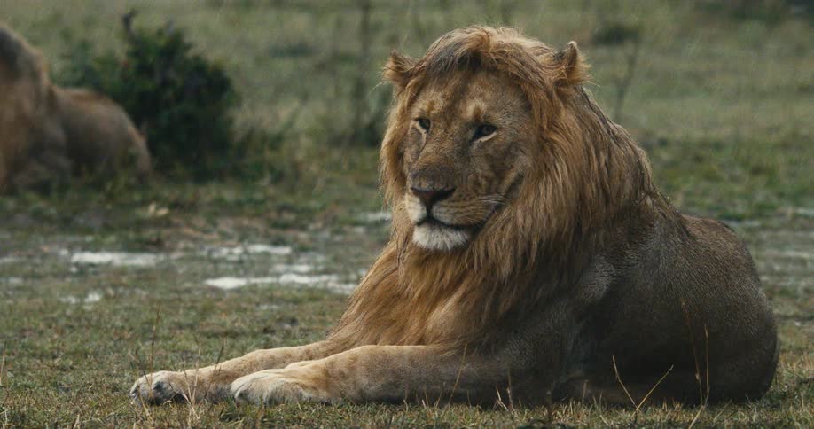 Lion lying down while its raining