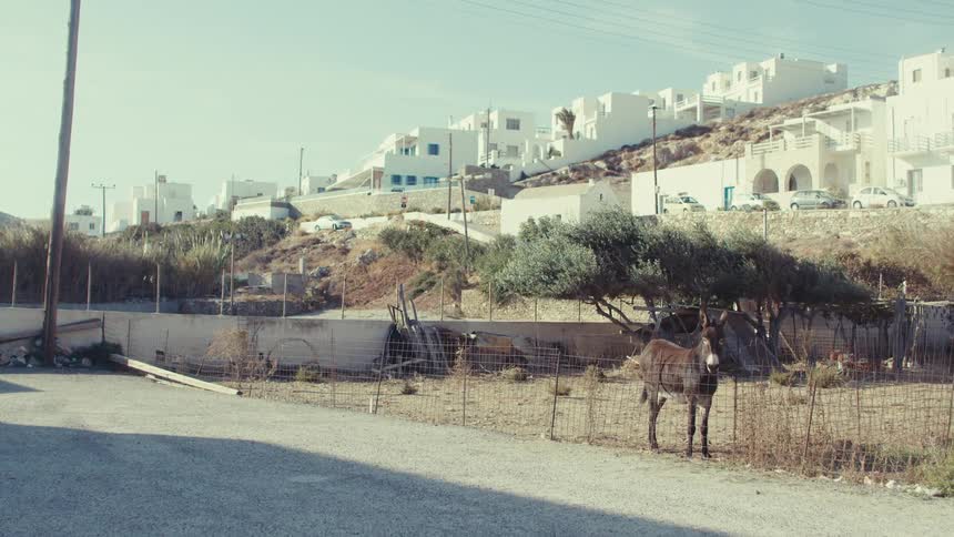 A donkey stands by a fence in the foreground of a whitewashed greek village built on a hillside