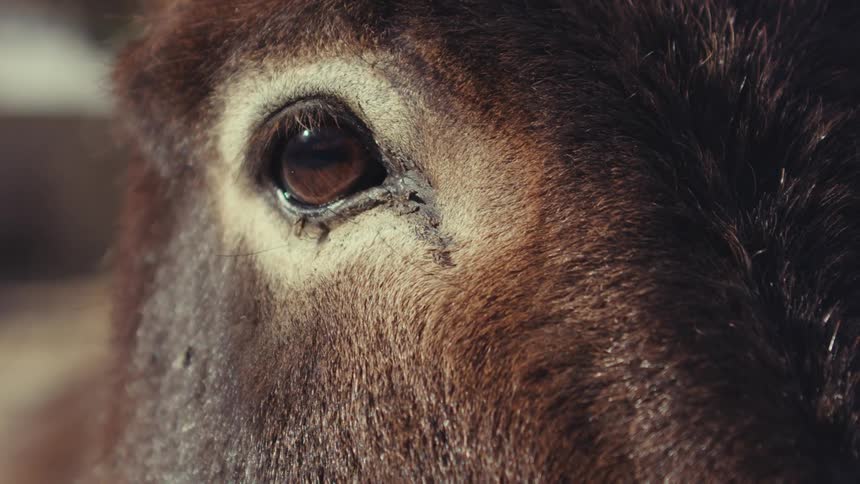 A closeup view of the face of a brown animal focusing on its eye and the surrounding fur