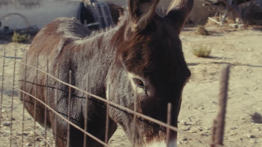 Donkey standing near the metal fence of a corral stares