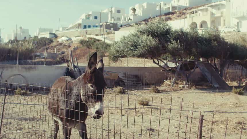 A donkey grazes behind a wire fence with a scenic town in the background