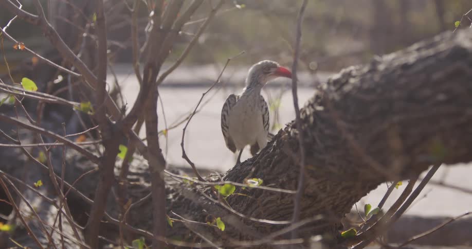 A bird is standing on a tree trunk and then it turns and flies away