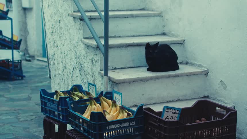 A black cat sits on the steps of a whitewashed building in a greek village overlooking crates of fresh fruit